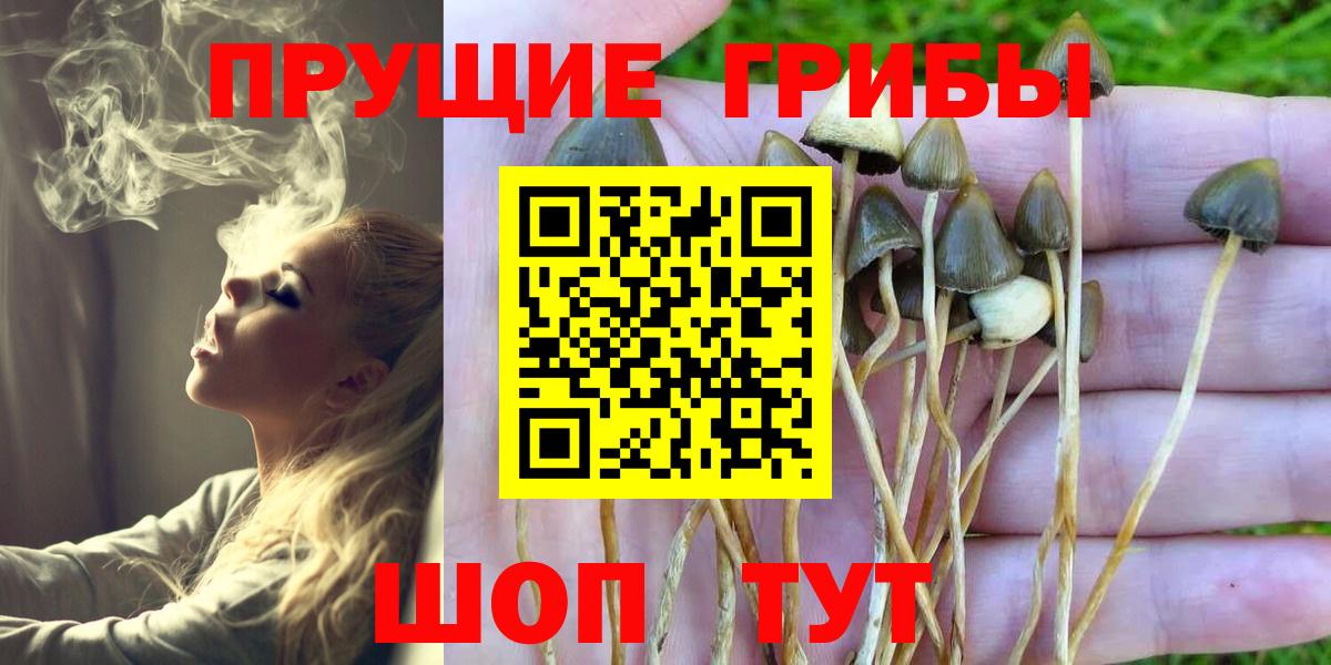 Галлюциногенные грибы Psilocybe Сафоново